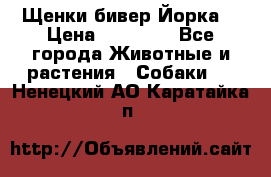 Щенки бивер Йорка  › Цена ­ 30 000 - Все города Животные и растения » Собаки   . Ненецкий АО,Каратайка п.